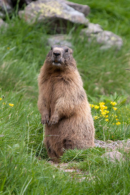Marmotta - Parco Nazionale del Gran Paradiso